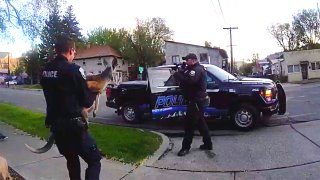 This still image from video provided by the Durango Police Department shows Irwin the pet kangaroo on the loose Monday, March 19, 2025, in Durango, Colo.