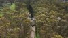 Montara residents alarmed by fire threat from overgrown Caltrans land