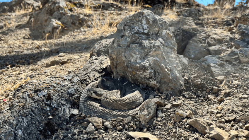 Rattlesnakes are emerging from hibernation at East Bay parks. (May 13, 2025)